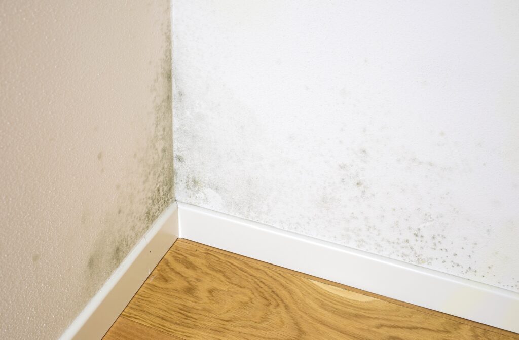 Moisissures au bas d'un mur, dans l'angle d'une pièce