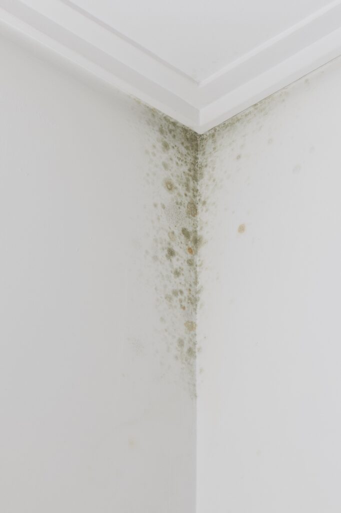 Moisissures dans l'angle d'un plafond après une inondation